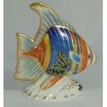 Royal Crown Derby paperweight of a pacific angelfish with gold stopper (boxed)