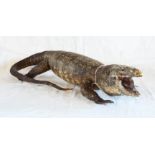 A 22" old stuffed monitor lizard