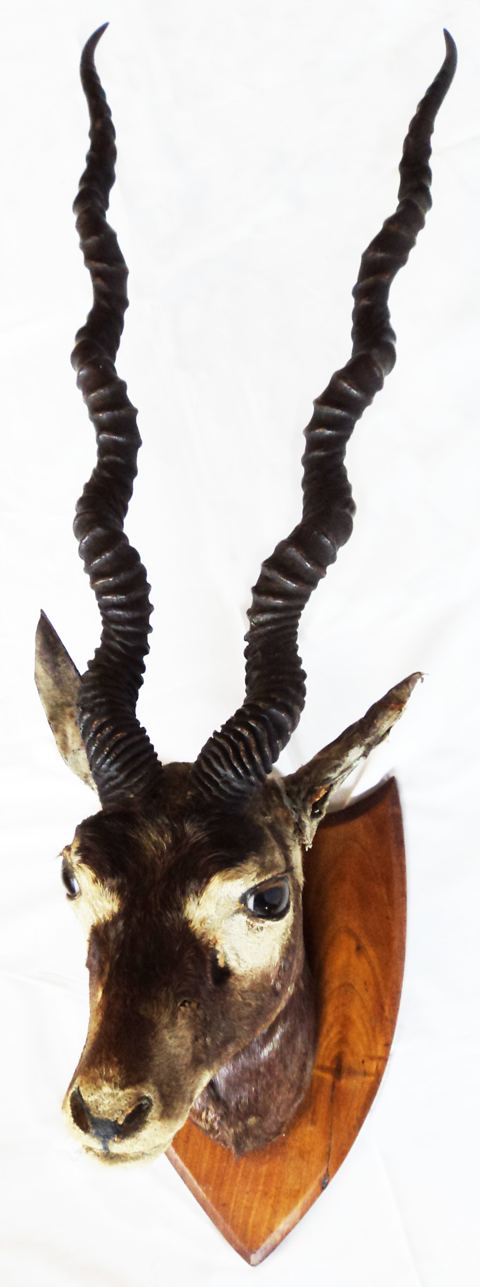A stuffed blackbuck stag's head mounted on a shield shaped wooden plaque