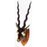 A stuffed blackbuck stag's head mounted on a shield shaped wooden plaque