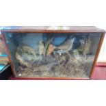 An antique display case containing a taxidermy display of British birds including jay, starling,