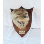 A stuffed otter's head mounted on a shield shaped plaque - Lapford 21.9.21
