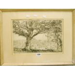 Majorie Shelock: a framed limited edition monochrome etching entitled Hedge Oak, Blackmore Vale