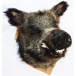 A stuffed and mounted wild boar's head set on a shield shaped plaque