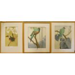 Three framed watercolours depicting exotic perching birds, including tucan and rainforest pigeon,