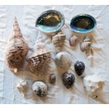 A box containing a quantity of assorted seashells including leopard cowries, etc.