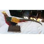 A stuffed and mounted cock golden pheasant, set on an oak base