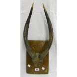 A set of African antelope horns, possibly bongo or bushbuck