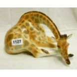 A 6 1/2" Lomonosov sitting giraffe with head down