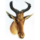 A late 19th Century male Coke's hartebeest head mounted on a board bearing Rowland Ward Limited,