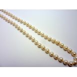 A PEARL NECKLACE, comprising of sixty 6mm pearls to a marquise shape clasp, stamped 14K, length