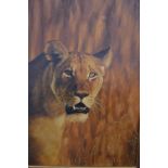 KEITH HILL, Lioness, oil on canvas, signed lower right, 60cm x 45cm