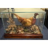 A CASED TAXIDERMY SPECIMEN OF A COCK PHEASANT, naturalistic setting, approximate size of case height