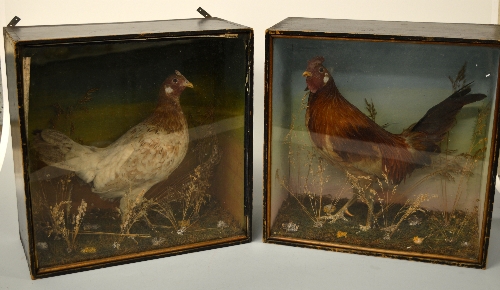 A PAIR OF CASED TAXIDERMY SPECIMENS, Bantoms in naturalistic settings, approximate size of cases