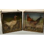 A PAIR OF CASED TAXIDERMY SPECIMENS, Bantoms in naturalistic settings, approximate size of cases