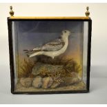 CASED TAXIDERMY SPECIMEN OF A BLACK HEADED GULL, naturalistic setting, slight damage to case,