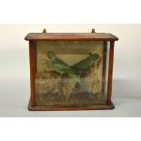 A CASED TAXIDERMY SPECIMEN OF A PAIR OF RING NECKED PARAKEETS, naturalistic setting, approximate