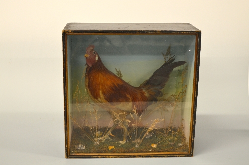 A PAIR OF CASED TAXIDERMY SPECIMENS, Bantoms in naturalistic settings, approximate size of cases - Image 3 of 3