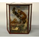 A CASED TAXIDERMY SPECIMEN OF A PAIR OF RED SQUIRRELS, naturalistic setting, approximate size of