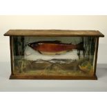 A CASED TAXIDERMY SPECIMEN OF A FISH, naturalistic setting, approximate size of case height 31cm x