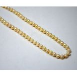 A STRAND OF CULTURED PEARLS, comprising of one hundred and fifteen pearls to the 9ct gold and ruby