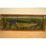 A CASED TAXIDERMY SPECIMEN OF A PIKE, by Warwick Eggington of Edgbaston, Birmingham (card to