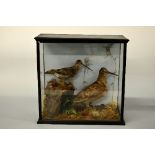 A CASED TAXIDERMY SPECIMEN OF A PAIR OF DOWITCHERS, by C.W. Inchcombe of Willesborough, naturalistic