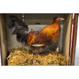 A WOODEN AND GLASS CASED TAXIDERMY SPECIMEN OF A COCKEREL AND A CHICK, naturalistic setting,