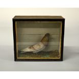 A CASED TAXIDERMY SPECIMEN OF A RACING HOMER PIGEON, naturalstic setting, approximate size of case
