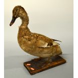 TAXIDERMY SPECIMEN OF A BROWN MALLARD DUCK, mounted on wooden plinth, approximate height 44cm