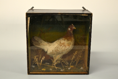 A PAIR OF CASED TAXIDERMY SPECIMENS, Bantoms in naturalistic settings, approximate size of cases - Image 2 of 3