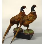 TAXIDERMY PAIR OF COCK PHEASANTS, mounted on wooden plinths, approximate height 47cm