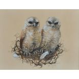 Lesley Anne Ivory - YOUNG TAWNY OWLS - Watercolour Drawing - 9 x 11 inches - Signed