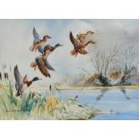 R.W. Milliken - MALLARDS IN FLIGHT OVER WETLANDS - Watercolour Drawing - 14 x 20 inches - Signed