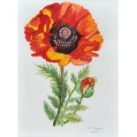 Patricia Henry - POPPY - Watercolour Drawing - 12 x 9 inches - Signed