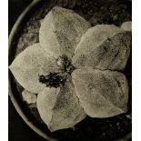 Albert Renger-Patzsch, German (1879-1966) A gelatin silver print, Cactaceae Astrophytum,