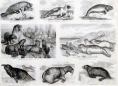 KARL JAHRMARGT (born 1842) German, After various artists
Marine Animals
Six prints
42 x 32 cm,