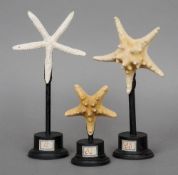Three star fish specimens  Each mounted
