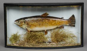 A cased and mounted brown trout
Typically modelled in a gilt heightened bow glazed case inscribed