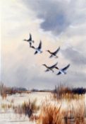 *AR ROLAND GREEN (1890-1972) British
Teal Taking Flight
Watercolour
Signed
17 x 24.5 cm, framed