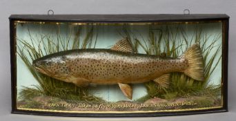 A preserved brown trout
Naturalistically mounted in a bow fronted glazed case,