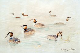 *AR ROLAND GREEN (1896-1972) British
Study of Grebe
Watercolour
Signed
31 x 21 cm, framed and glazed