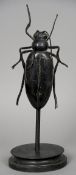 A painted carved wooden and wrought iron model of a beetle 
Mounted on a turned wooden display