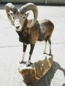 A stuffed and mounted mountain goat
Modelled standing on all fours, on a naturalistic style base.