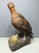 A preserved red grouse
Naturalistically mounted.  37 cm high.