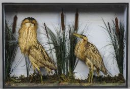 A preserved pair of bitterns
Naturalistically mounted within a glazed case.  102 cm wide; 69 cm
