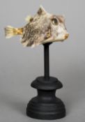 A preserved box fish specimen
Mounted on a turned wooden display stand.  17 cm wide. CONDITION