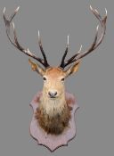 A preserved and mounted twelve point stags head
92 cm wide. CONDITION REPORTS: Shield with board