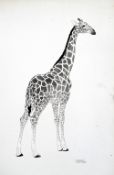 *AR RAYMOND SHEPPARD (1913-1958) British
Drawing of a Young Giraffe
Ink and wash
Signed and