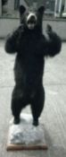 A stuffed and mounted black bear
Modelled standing on hind legs, mounted on a naturalistic plinth